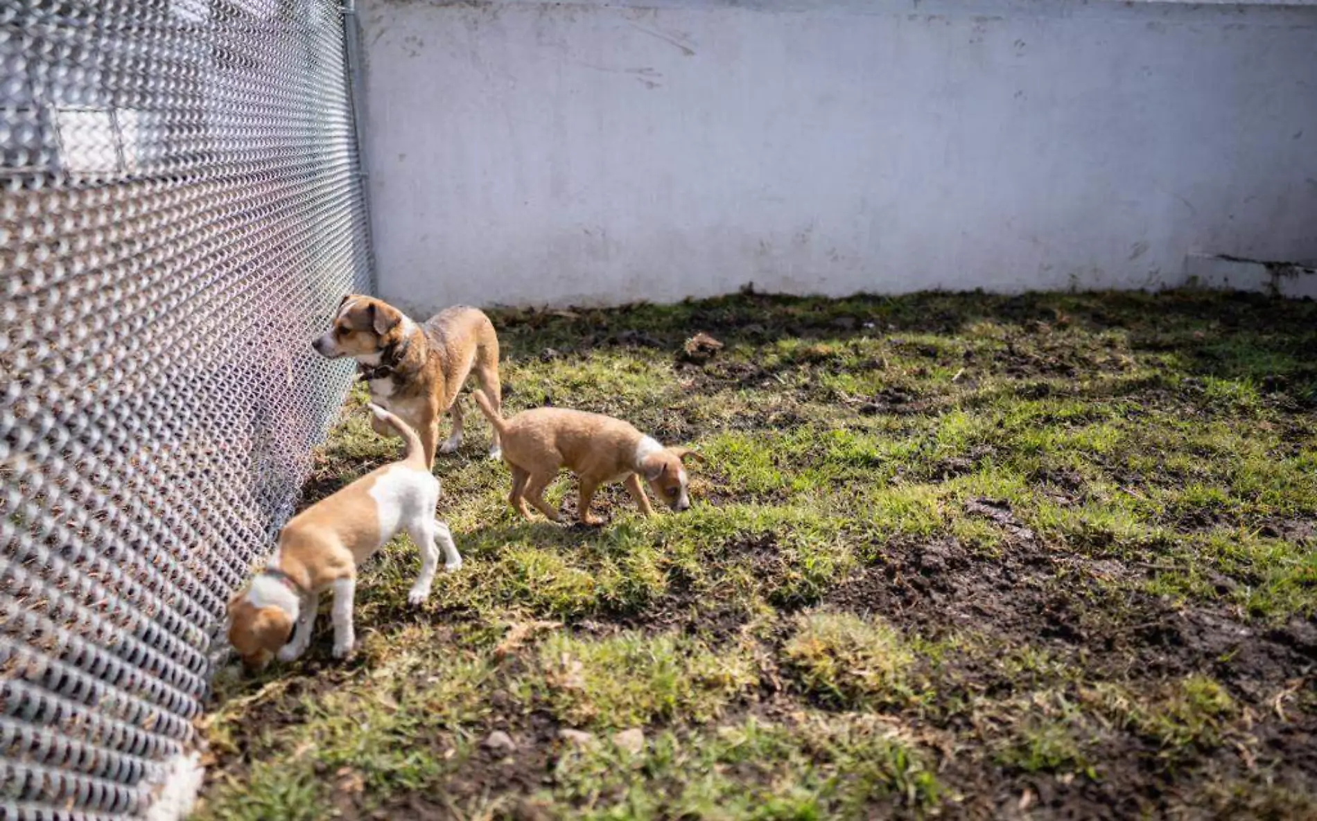 Fumigación qué tanto afecta a las mascotas 